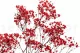 Preserved Baby's Breath Gypsophila Red 8