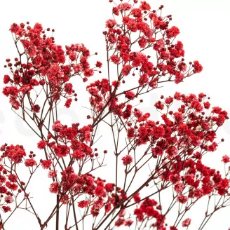 Preserved Baby's Breath Gypsophila Red