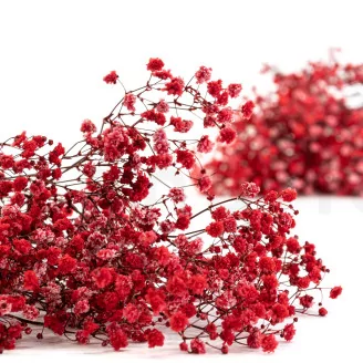 Preserved Baby's Breath Gypsophila Red