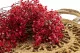 Preserved Baby's Breath Gypsophila Red 9