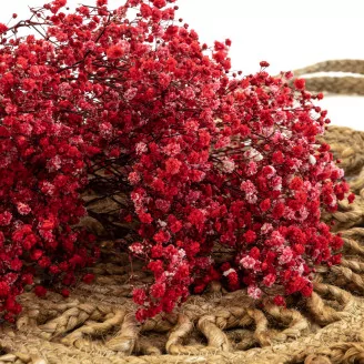 Preserved Baby's Breath Gypsophila Red