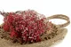 Preserved Baby's Breath Gypsophila Red 10