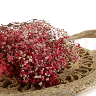 Preserved Baby's Breath Gypsophila Red