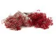 Preserved Baby's Breath Gypsophila Red 7