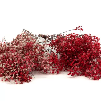 Preserved Baby's Breath Gypsophila Red