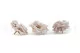 Preserved Wild Rose Gray (set of 12) 4