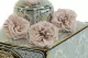 Preserved Wild Rose Gray (set of 12) 7