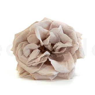 Preserved Wild Rose Gray (set of 12)