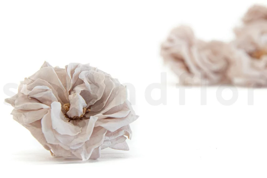 Preserved Wild Rose Gray (set of 12)
