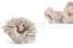 Preserved Wild Rose Gray (set of 12) 1