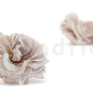 Preserved Wild Rose Gray (set of 12)