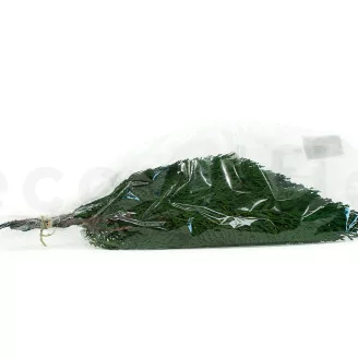 Preserved Cedar