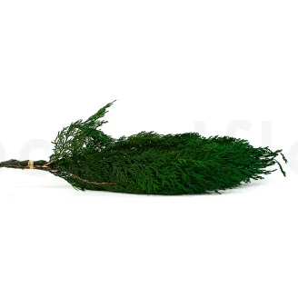 Preserved Cedar
