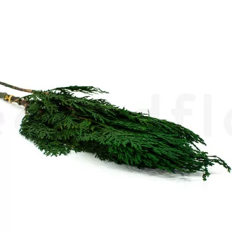 Preserved Cedar