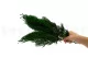 Preserved Cedar 2