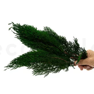 Preserved Cedar