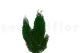 Preserved Cedar 7