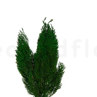 Preserved Cedar