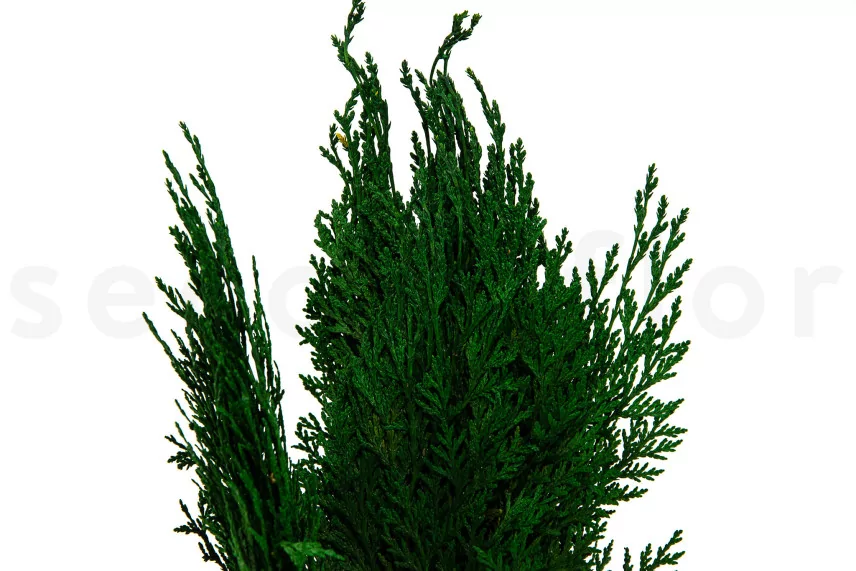Preserved Cedar