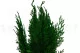 Preserved Cedar 1