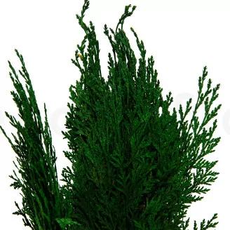 Preserved Cedar
