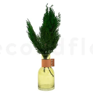 Preserved Cedar
