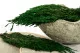 Preserved Cedar 4