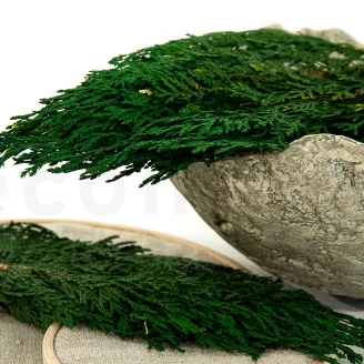 Preserved Cedar
