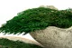 Preserved Cedar 8