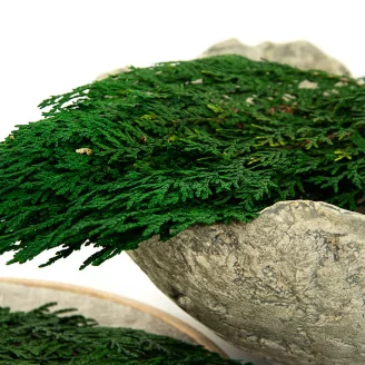 Preserved Cedar