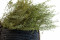 A Bunch of Green Preserved Lepidium With and Without Packaging