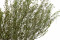 A Bunch of Green Preserved Lepidium With and Without Packaging