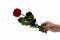 A 30 cm Preserved Red English Rose in a Gift Box in a Box of 25 Units