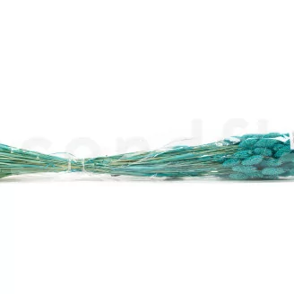 Dried Phalaris Tiffany