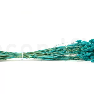 Dried Phalaris Tiffany