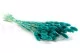 Dried Phalaris Tiffany 5