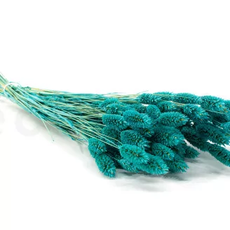 Dried Phalaris Tiffany