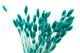 Dried Phalaris Tiffany 7