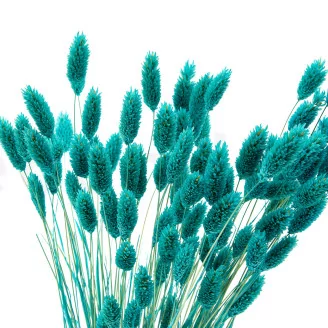 Dried Phalaris Tiffany