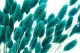 Dried Phalaris Tiffany 4
