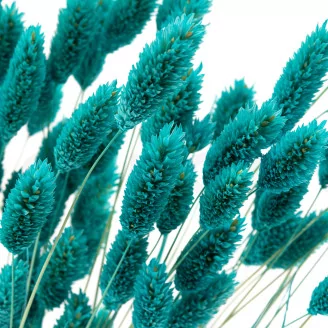 Dried Phalaris Tiffany