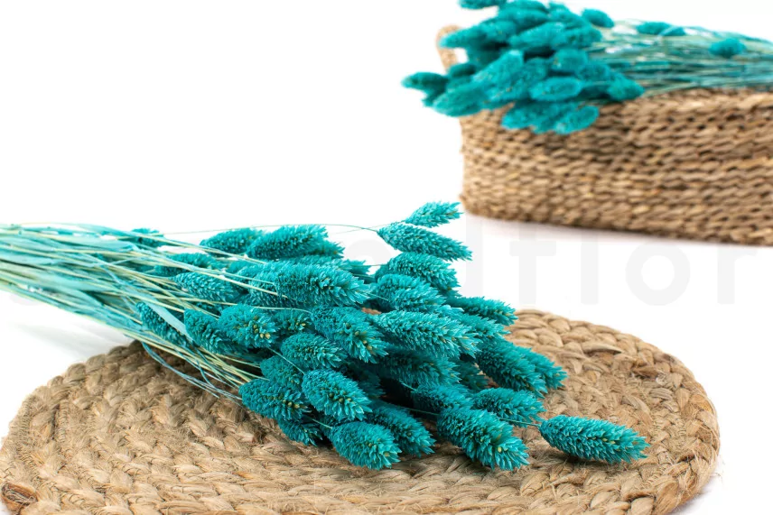 Dried Phalaris Tiffany