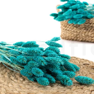 Dried Phalaris Tiffany