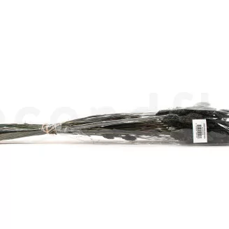 Dried Phalaris Black