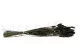 Dried Phalaris Black 3
