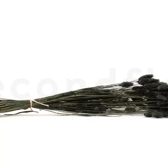 Dried Phalaris Black
