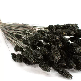 Dried Phalaris Black