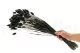 Dried Phalaris Black 2