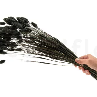 Dried Phalaris Black