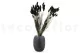 Dried Phalaris Black 6